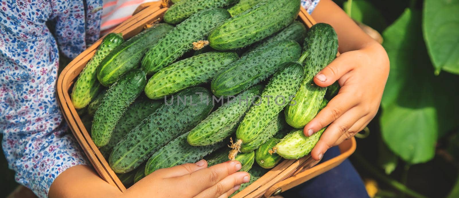 homemade cucumber cultivation and harvest in the hands of a child. selective focus. by yanadjana