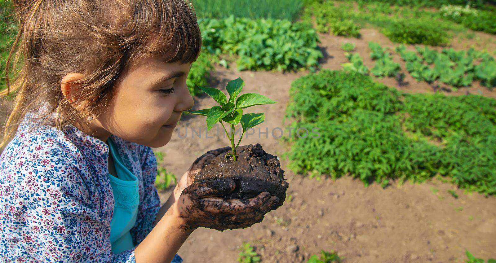 The child is planting seedlings in the garden. Selective focus. Nature.