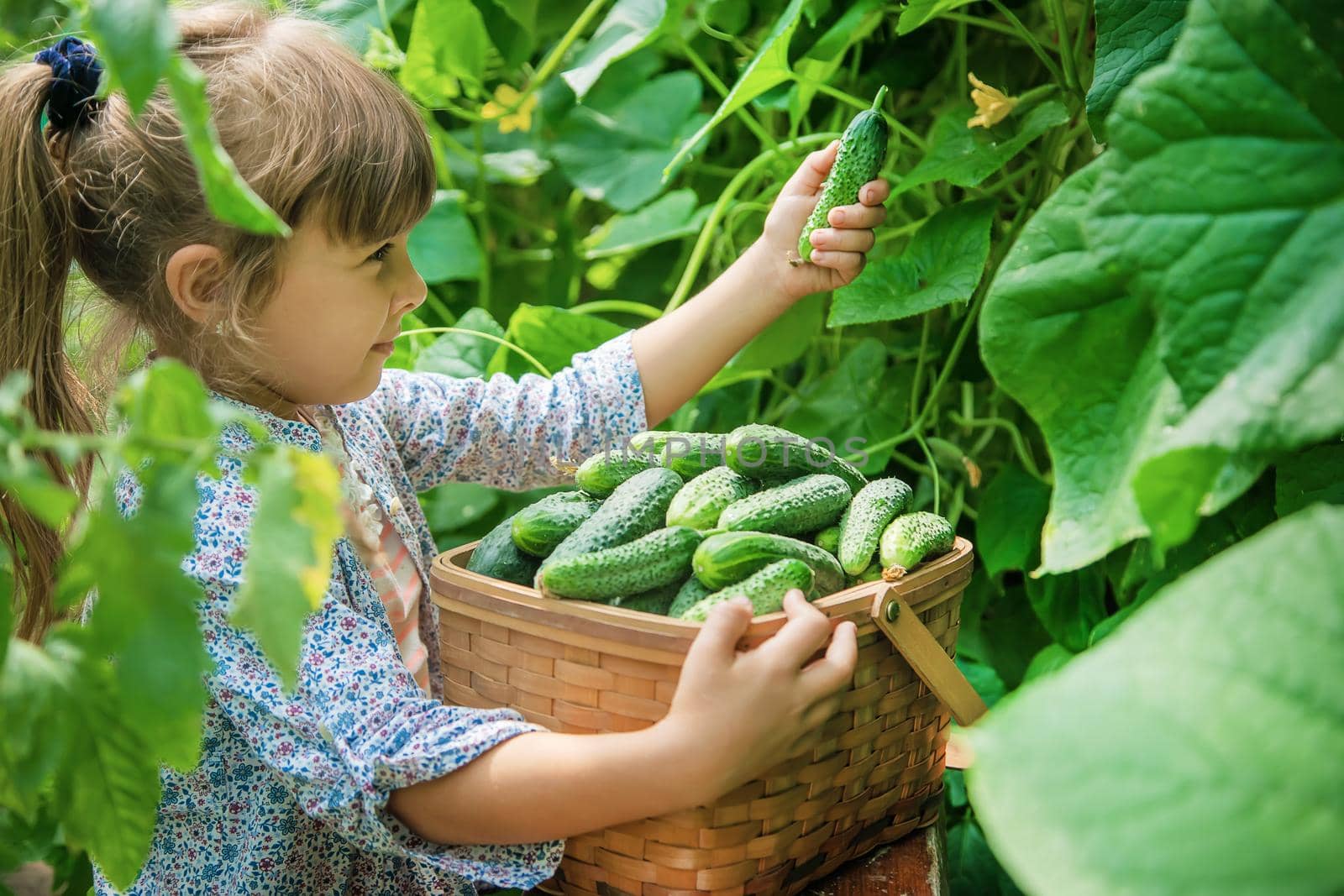 homemade cucumber cultivation and harvest in the hands of a child. selective focus.