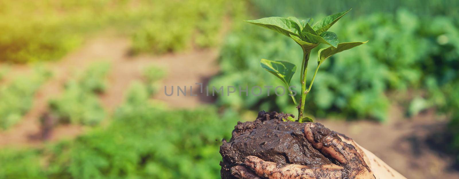 child plants and watering plants in the garden. Selective focus. by yanadjana