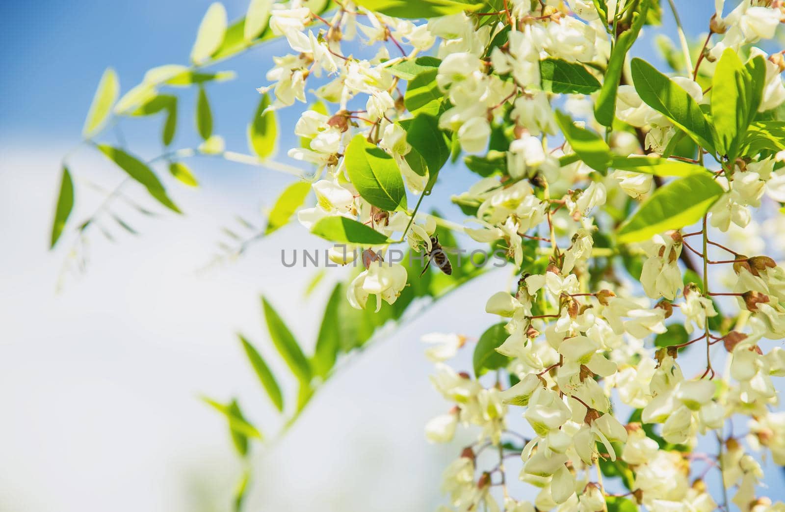 Flowering acacia tree in the garden. Selective focus. nature.