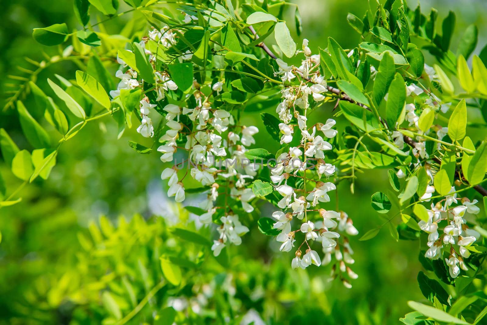 Flowering acacia tree in the garden. Selective focus. nature.