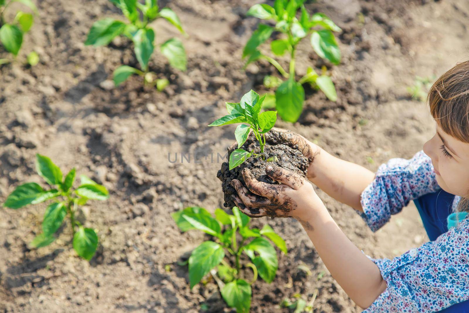 child plants and watering plants in the garden. Selective focus.