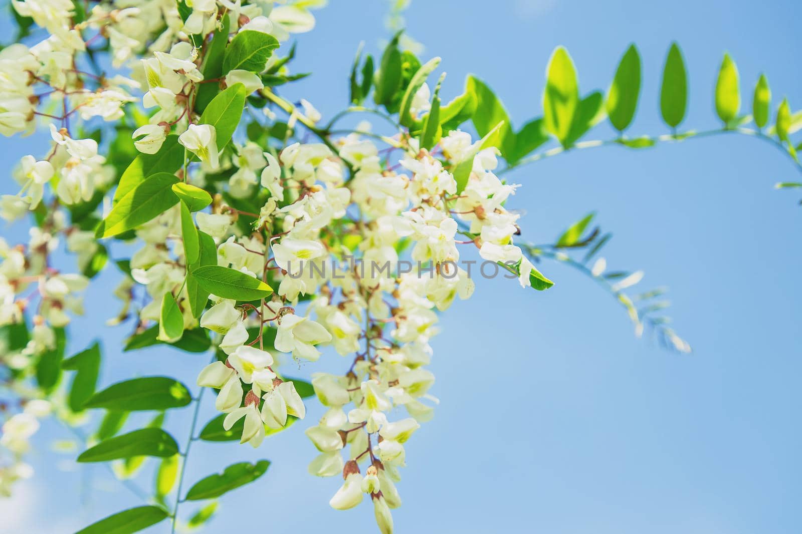 Flowering acacia tree in the garden. Selective focus. nature.