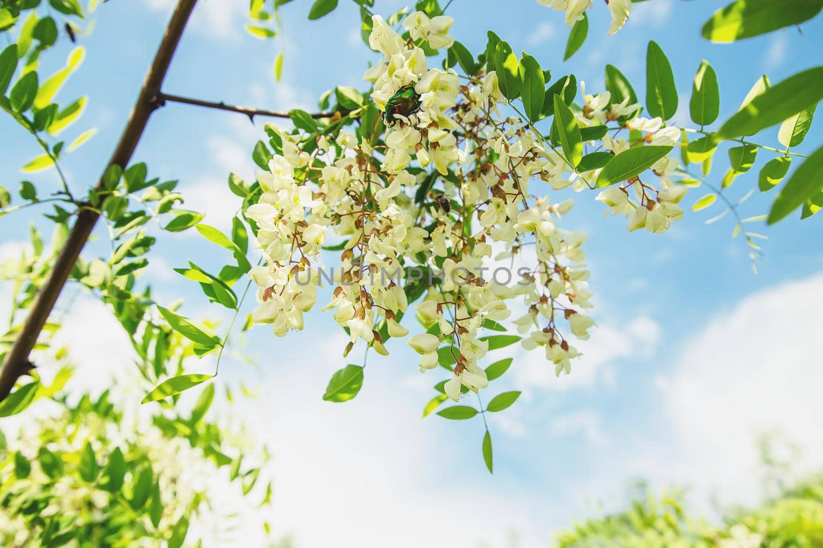 Flowering acacia tree in the garden. Selective focus. nature.