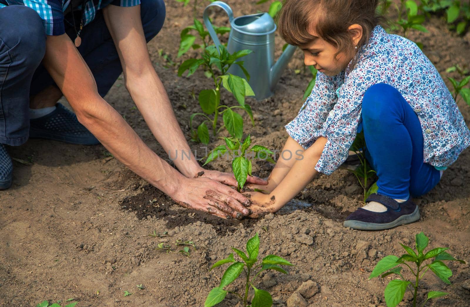 The child and father are planting a plant. Selective focus. Kid.