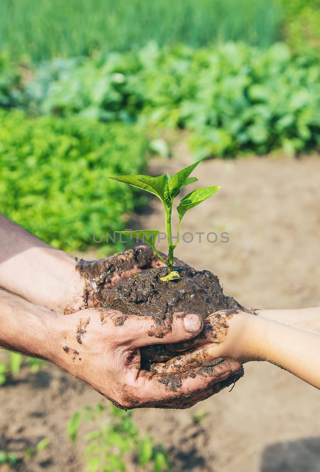 child and father plants in the garden. Selective focus. nature.