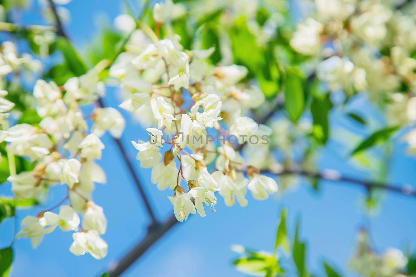 Flowering acacia tree in the garden. Selective focus. nature.