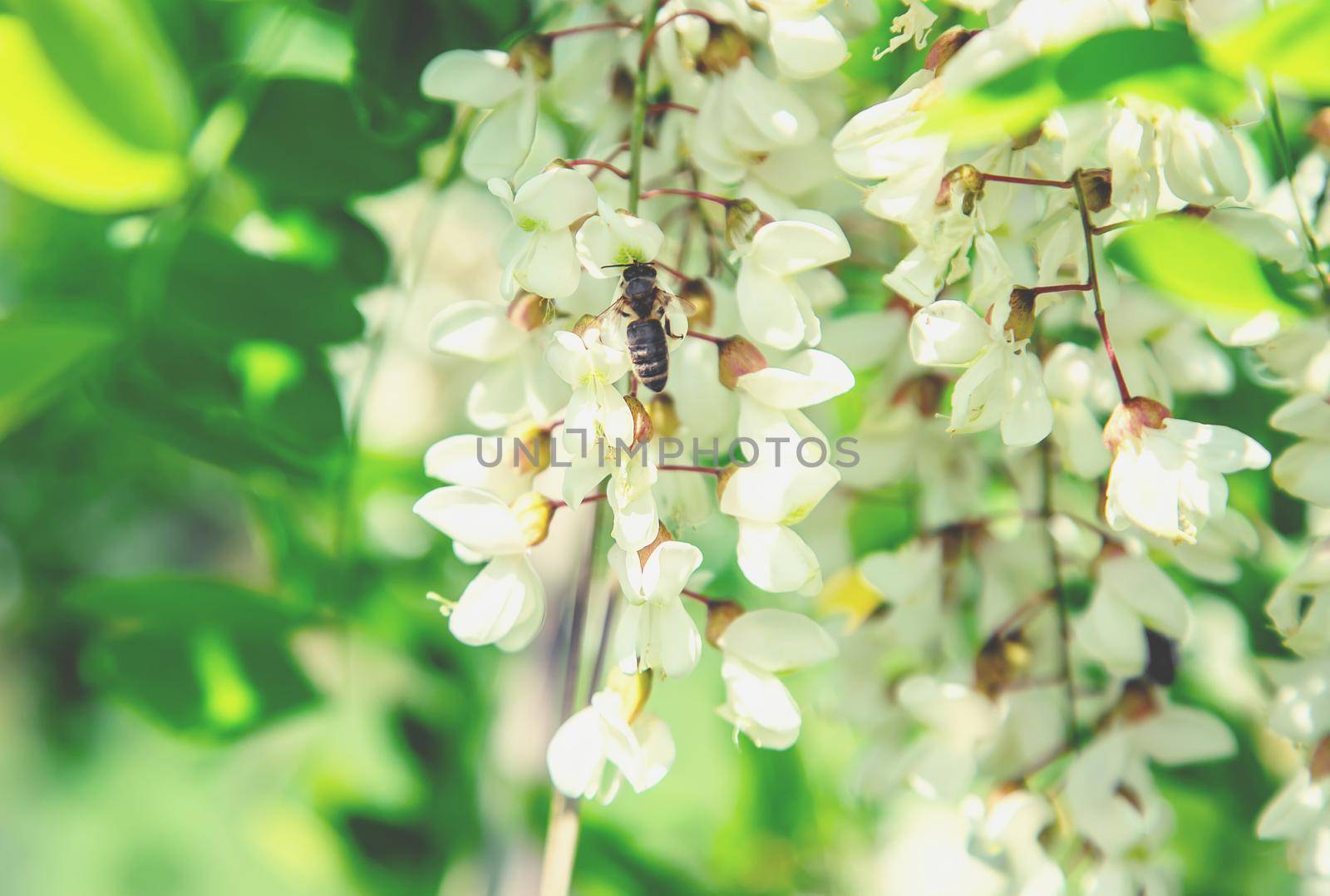 Flowering acacia tree in the garden. Selective focus. nature.