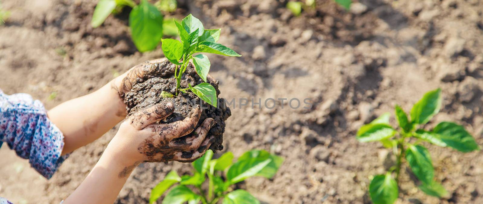 child plants and watering plants in the garden. Selective focus. by yanadjana