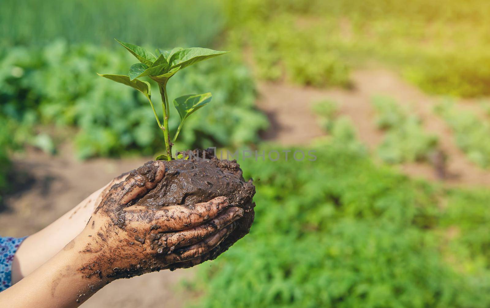 child plants and watering plants in the garden. Selective focus. nature.