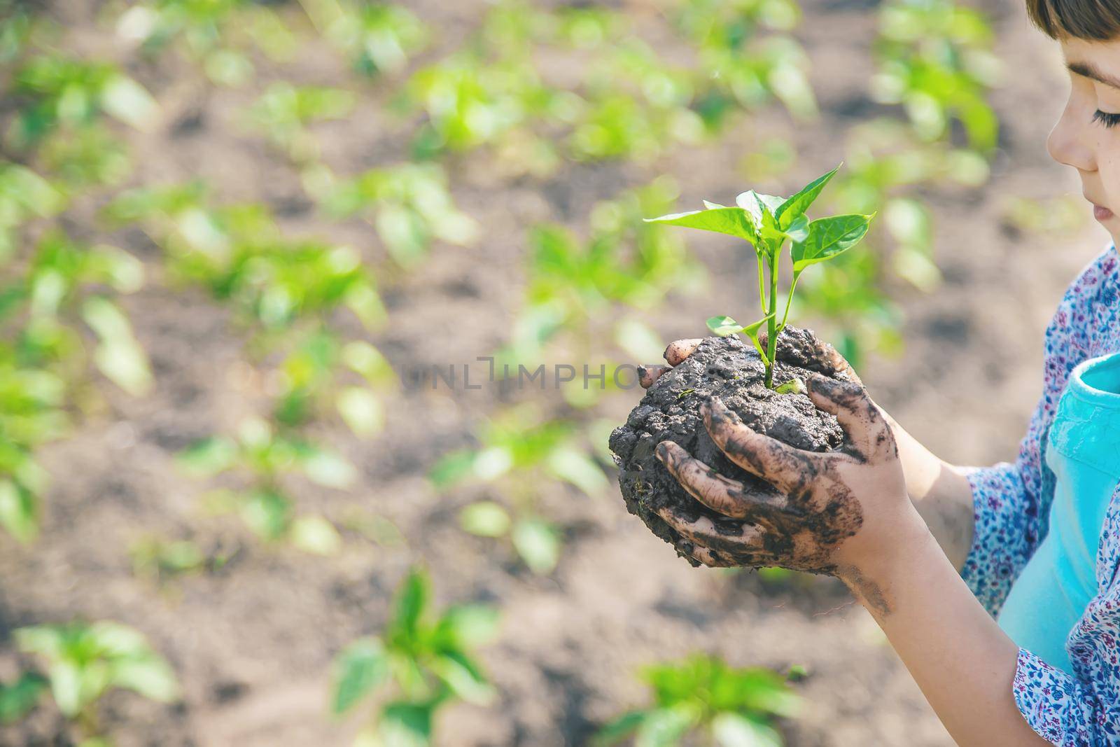 child plants and watering plants in the garden. Selective focus.
