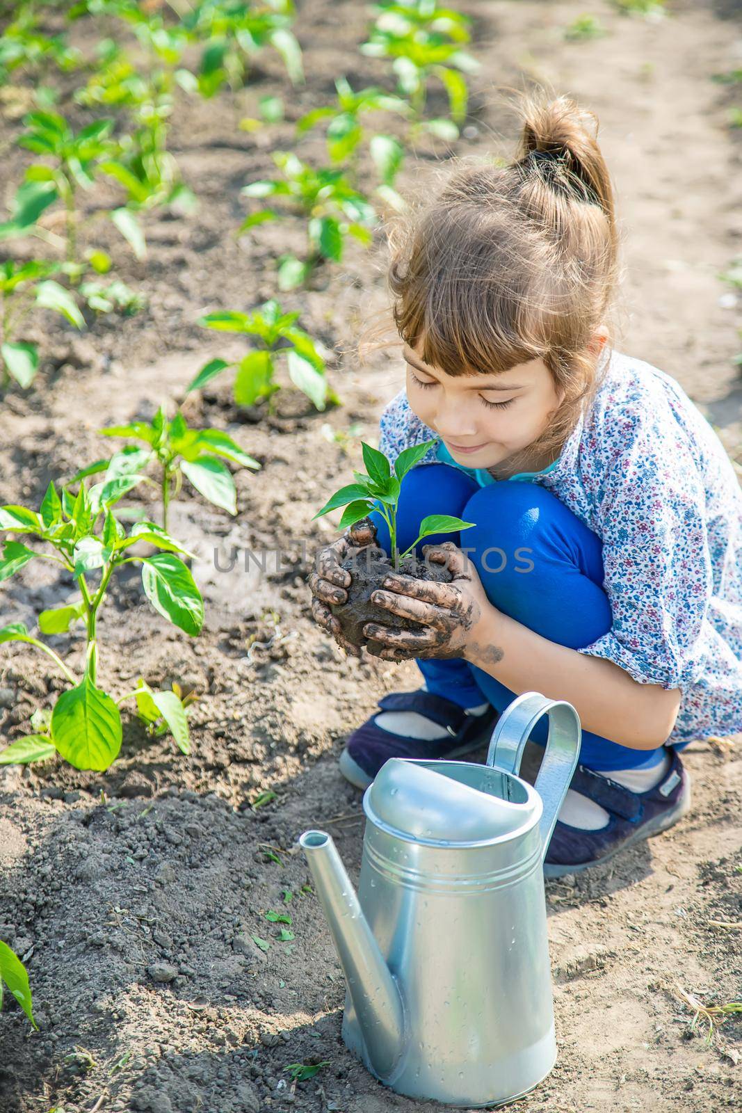 child plants and watering plants in the garden. Selective focus.