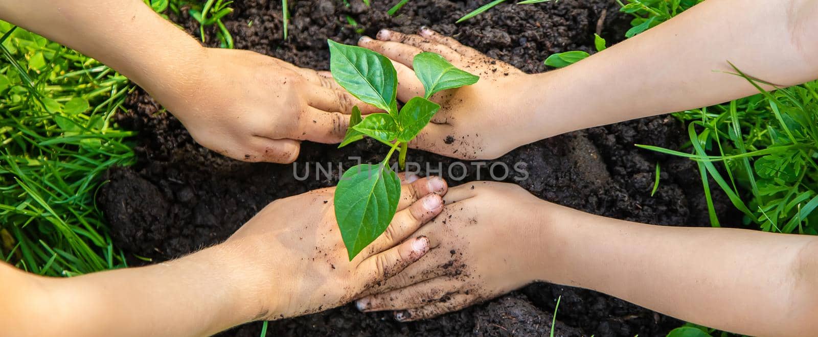 Children plant plants in the garden. Selective focus. by yanadjana