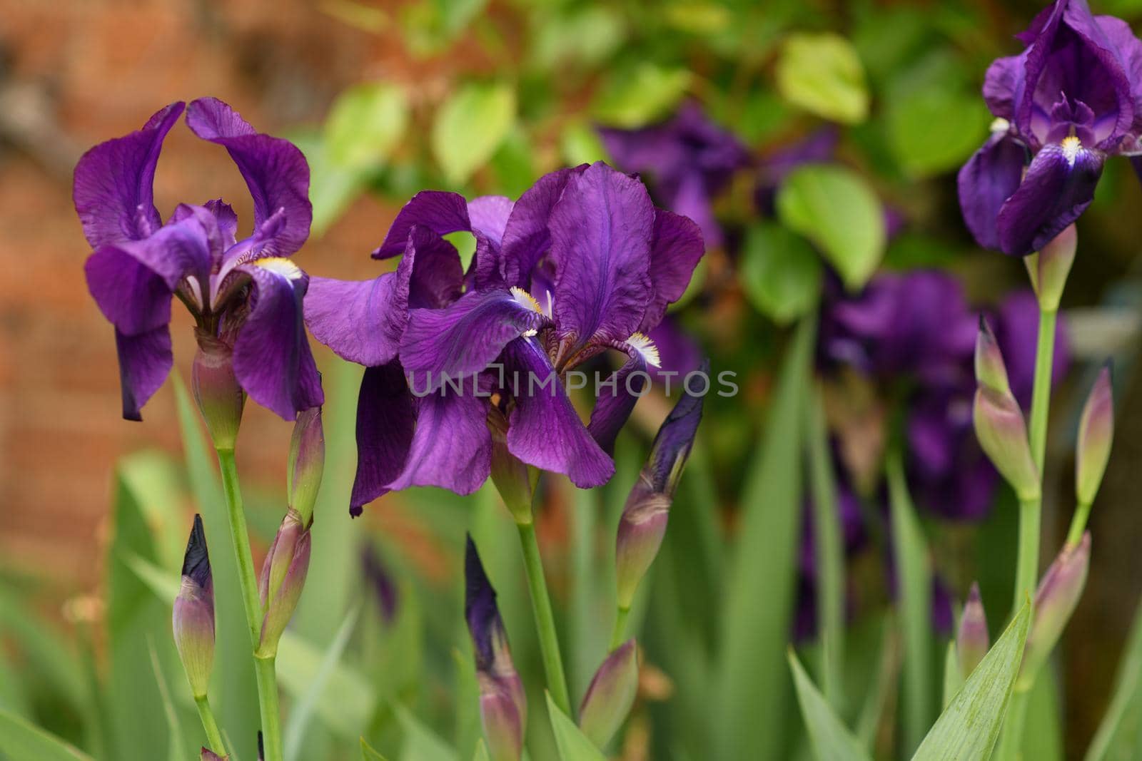 Purple flowers of iris on a green background