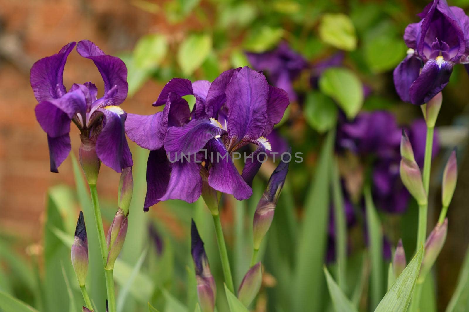 Purple flowers of iris on a green background