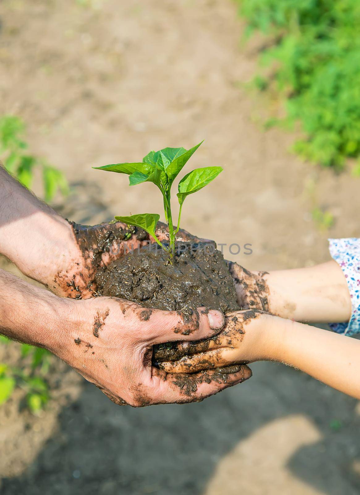 child and father plants in the garden. Selective focus. nature.