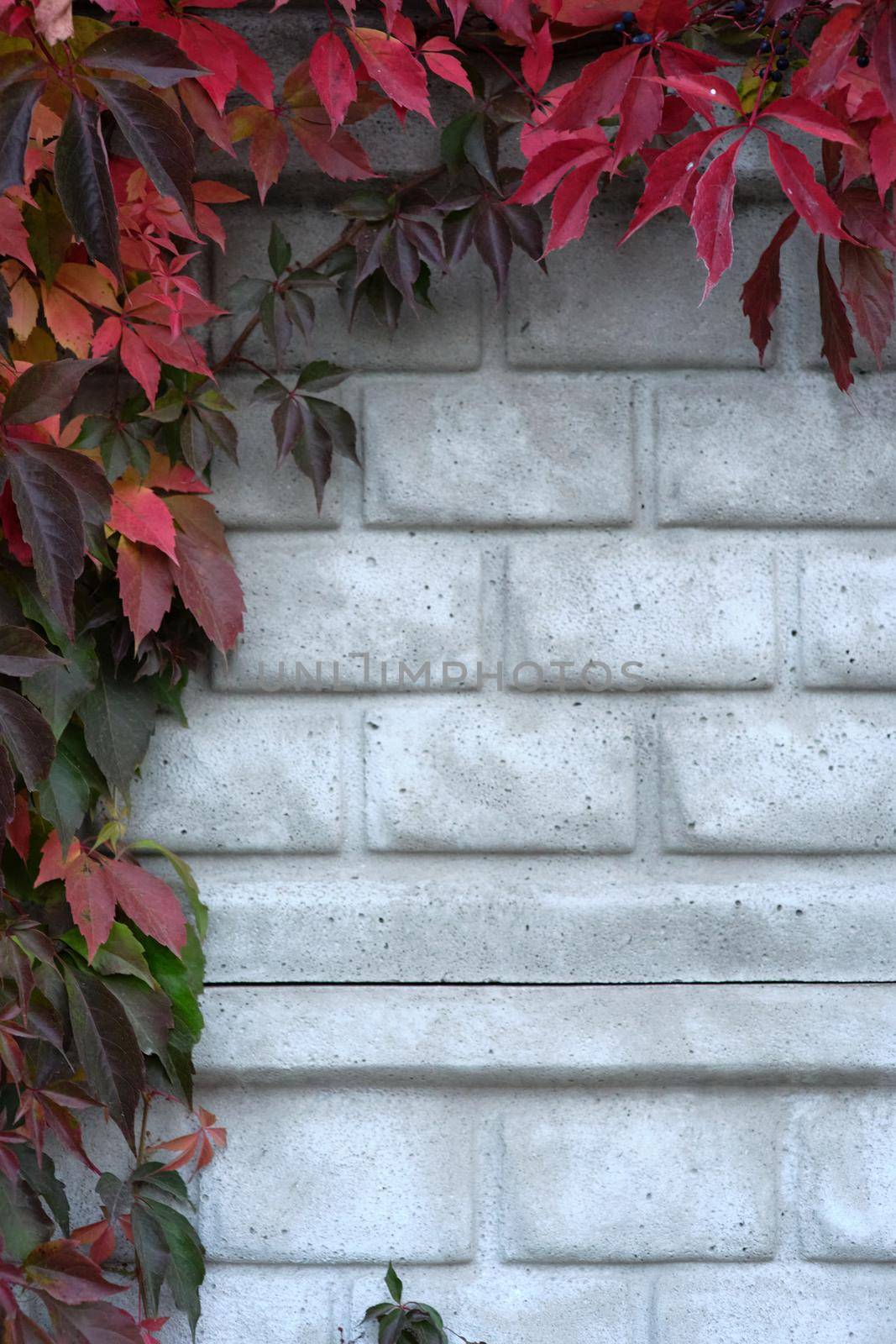 Vertical photo of a climbing plant surrounding a grey brick wall