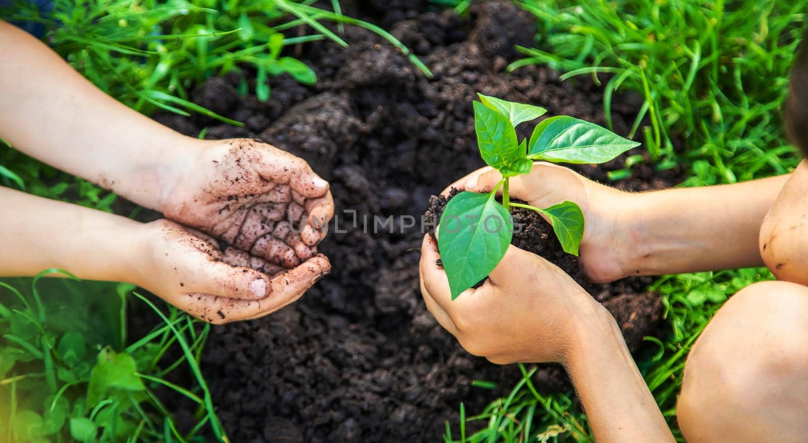 The child is planting a tree together. Selective focus. Kid.