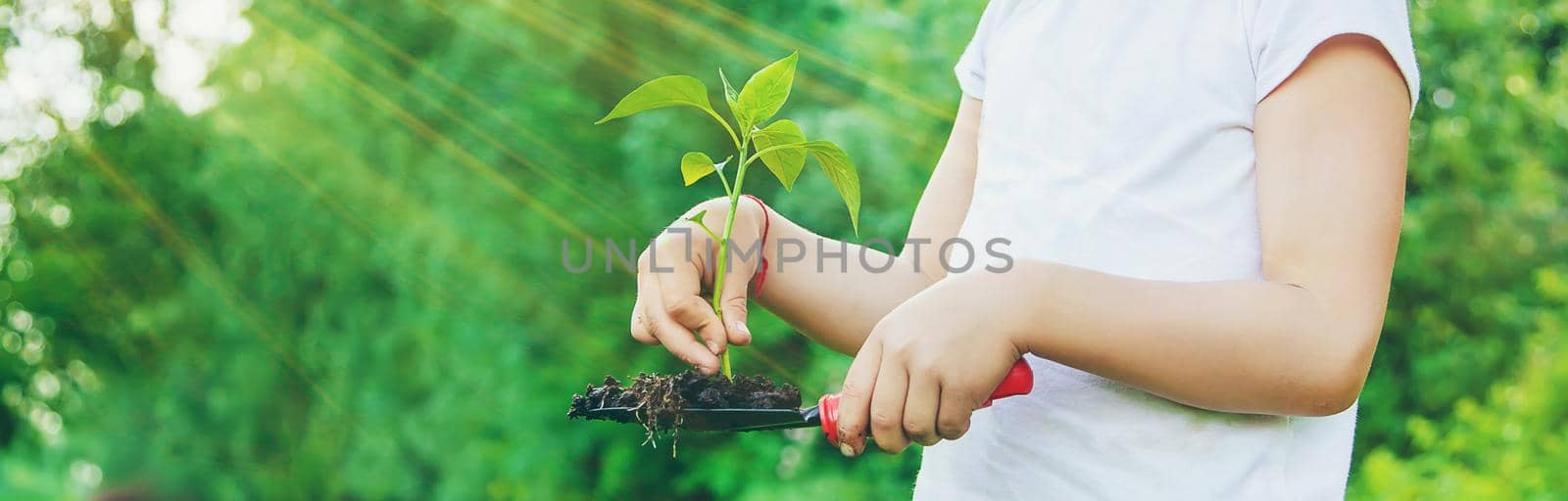 child plants and watering plants in the garden. Selective focus. by yanadjana