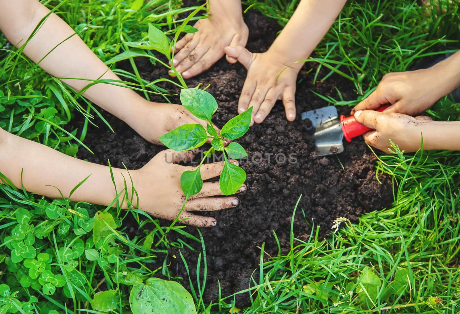 Children plant plants in the garden. Selective focus. nature.