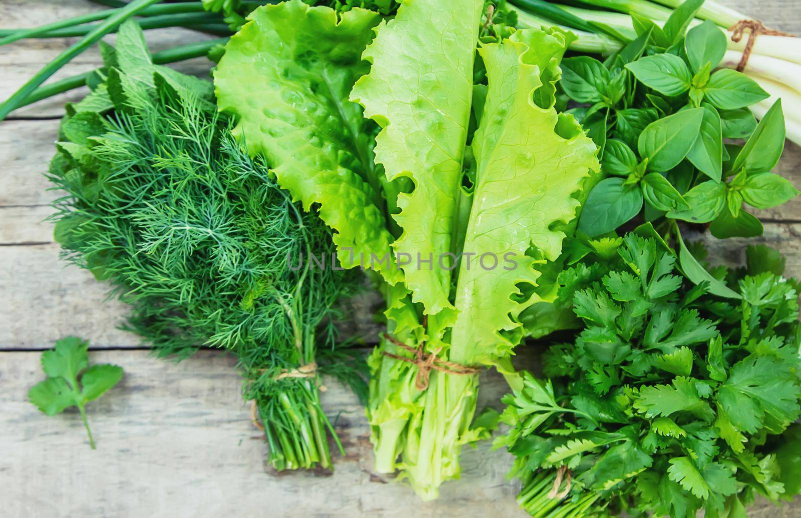 Fresh homemade greens from the garden. Selective focus. nature.