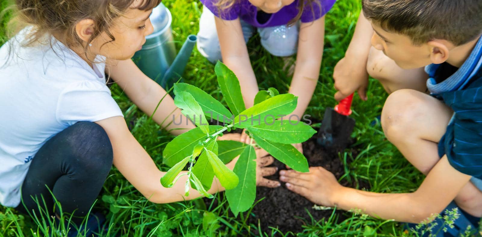 The child is planting a tree together. Selective focus. Kid.