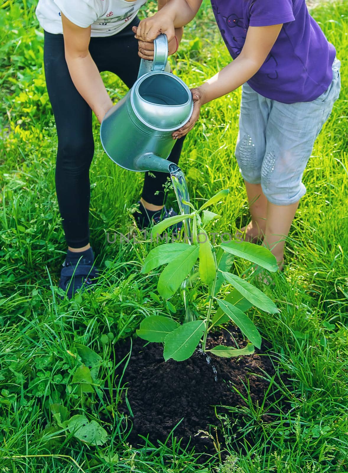 child plants and watering plants in the garden. Selective focus. by yanadjana