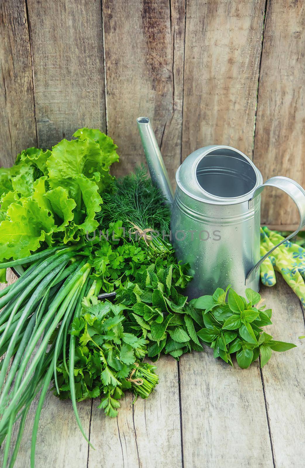 Fresh homemade greens from the garden. Selective focus. nature.