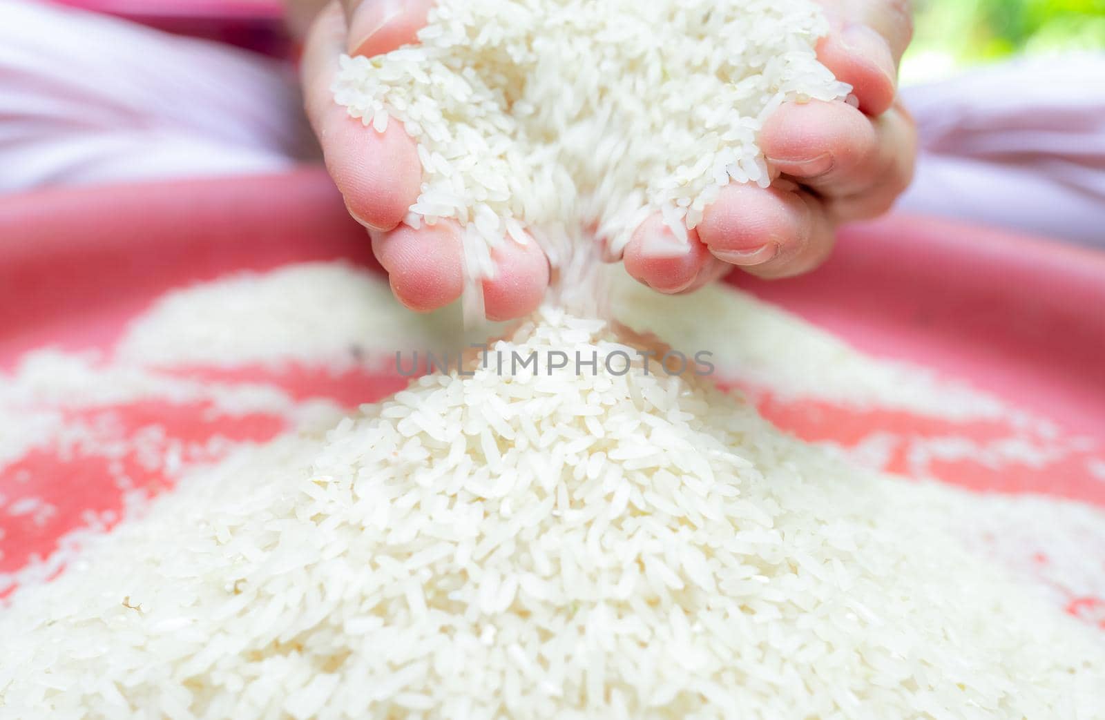 Woman hand holding rice and falling from hand to red plastic tray. Raw dry rice. Uncooked milled white rice. Zakat and charity concept. Organic cereal grain. Staple food. World yield for rice concept.