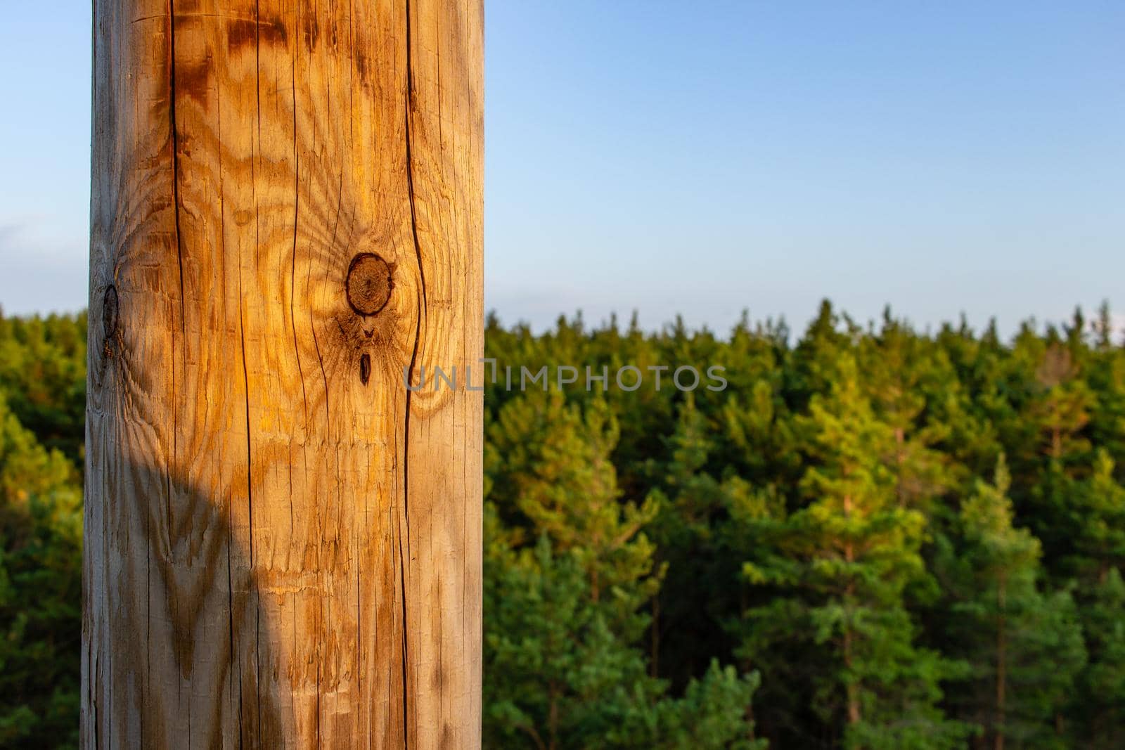 Green soft wood forest from top by scudrinja