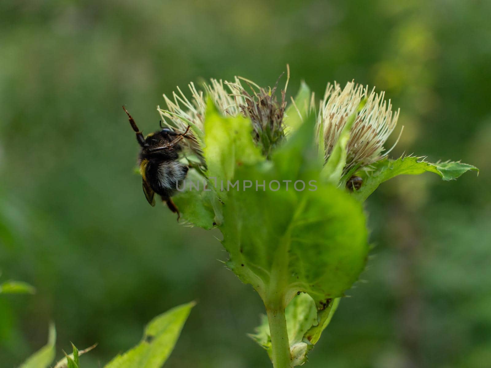 Bee eating honey from flower by scudrinja
