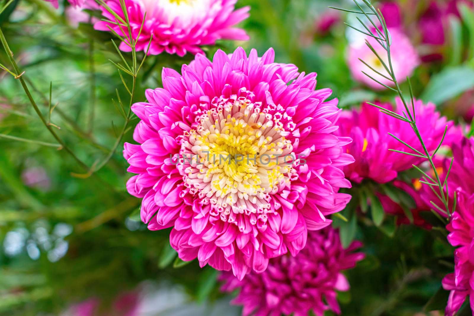 Bright flower of spring aster against the background of dense greenery