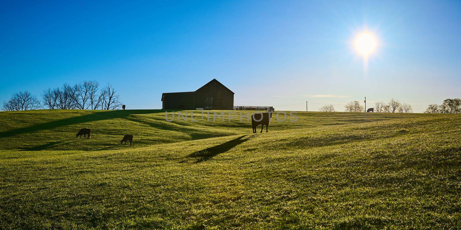 Cows grazing in a pasture with the early morning sun.