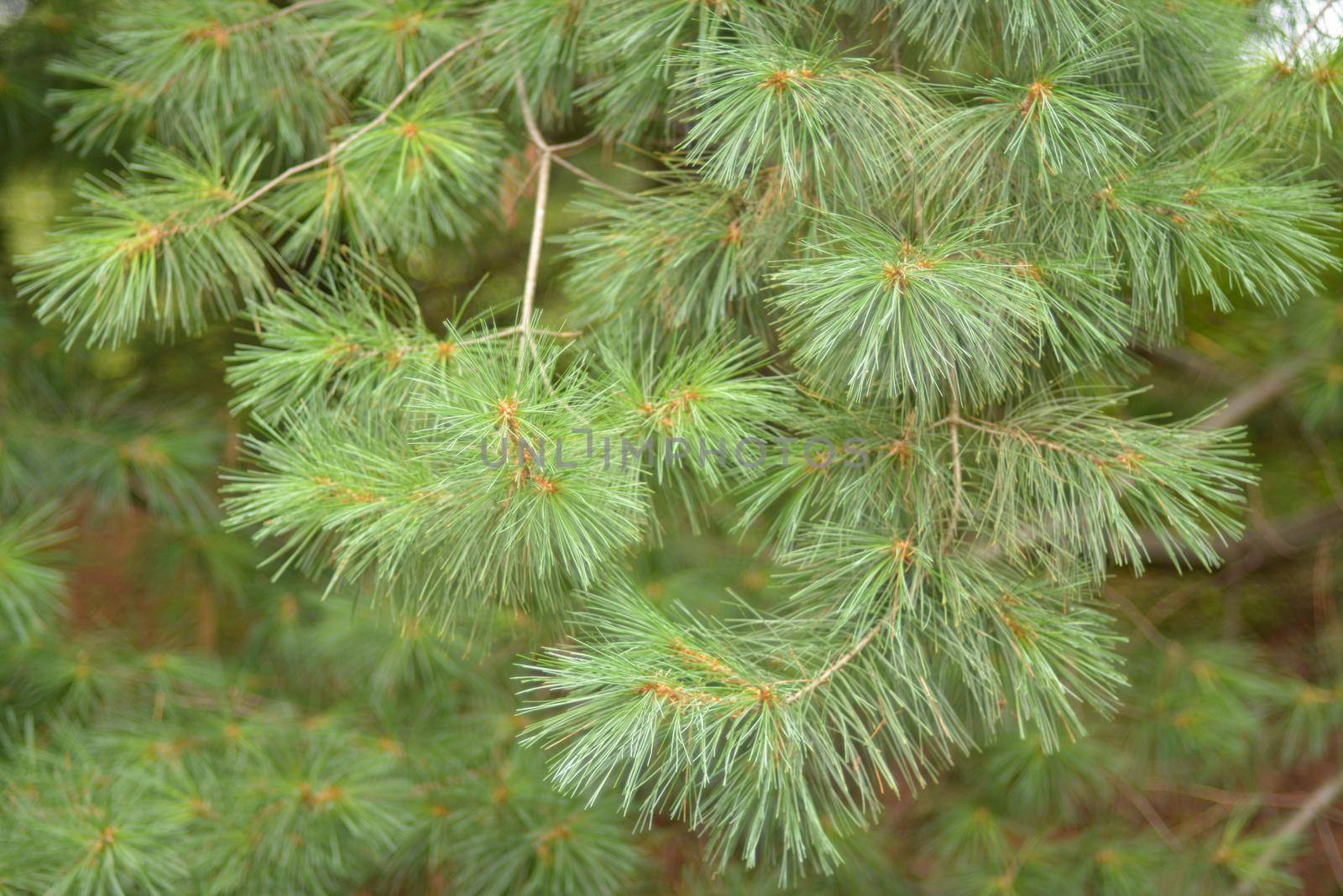 Pinus strobus tree branches tree in a forest