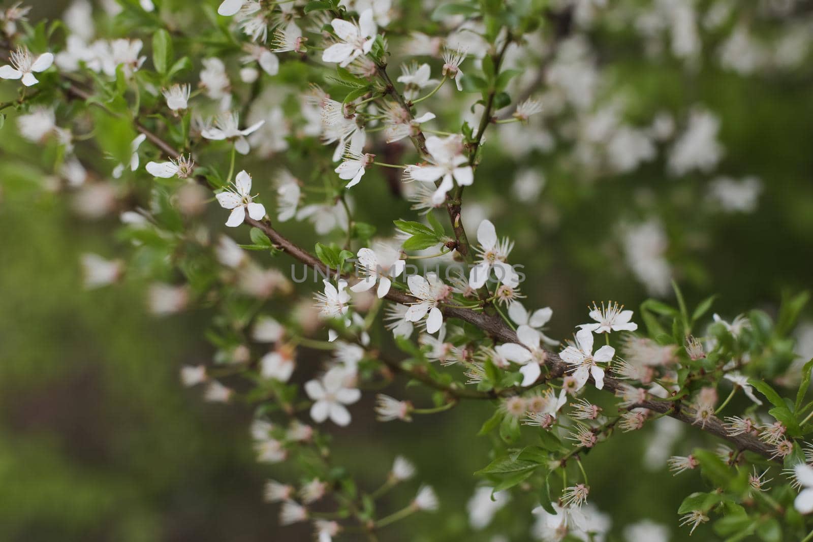 Branches of blossoming cherry tree with soft focus. Beautiful floral image of spring nature