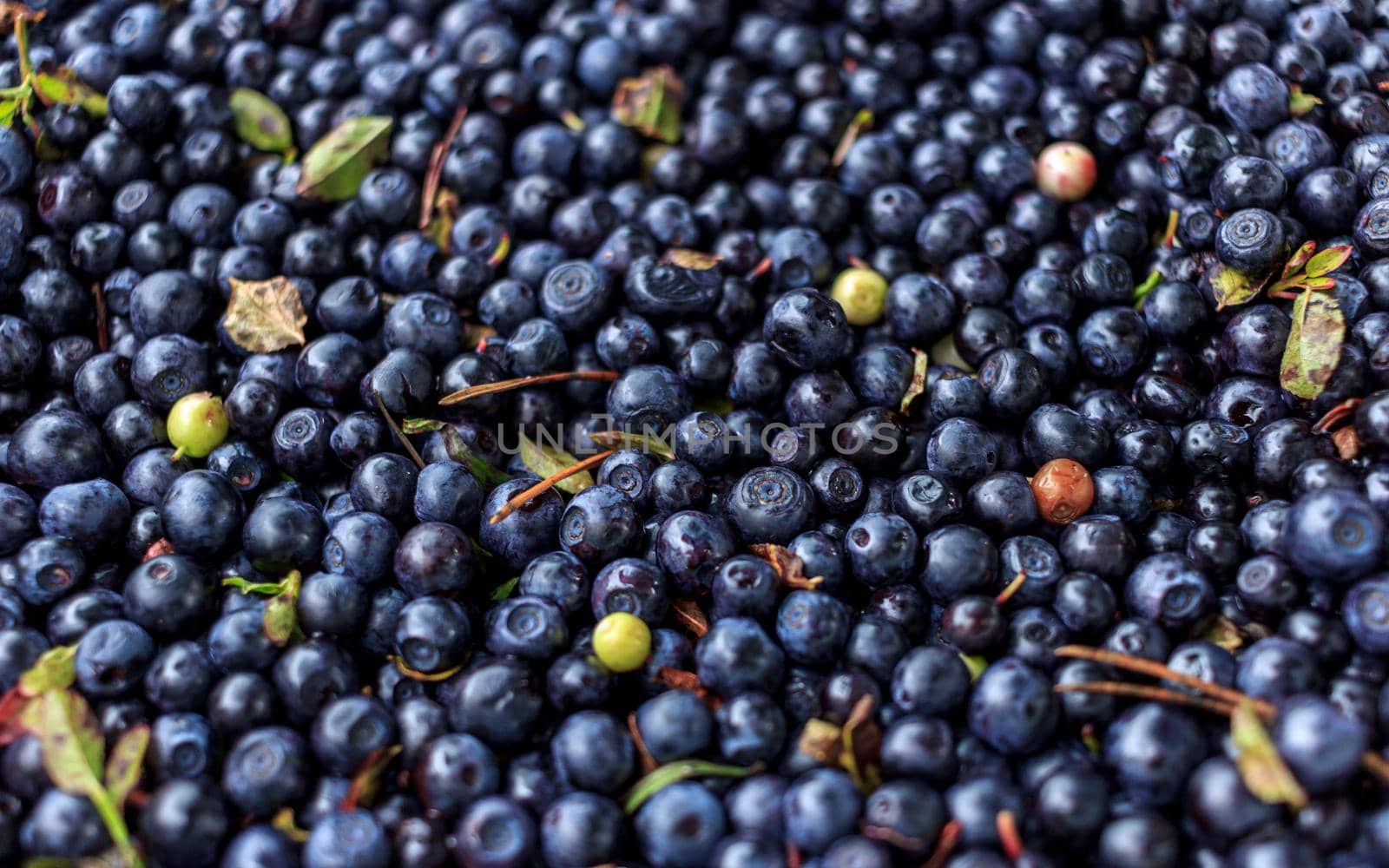 Batch of blueberrys forest gifts, blue background picture