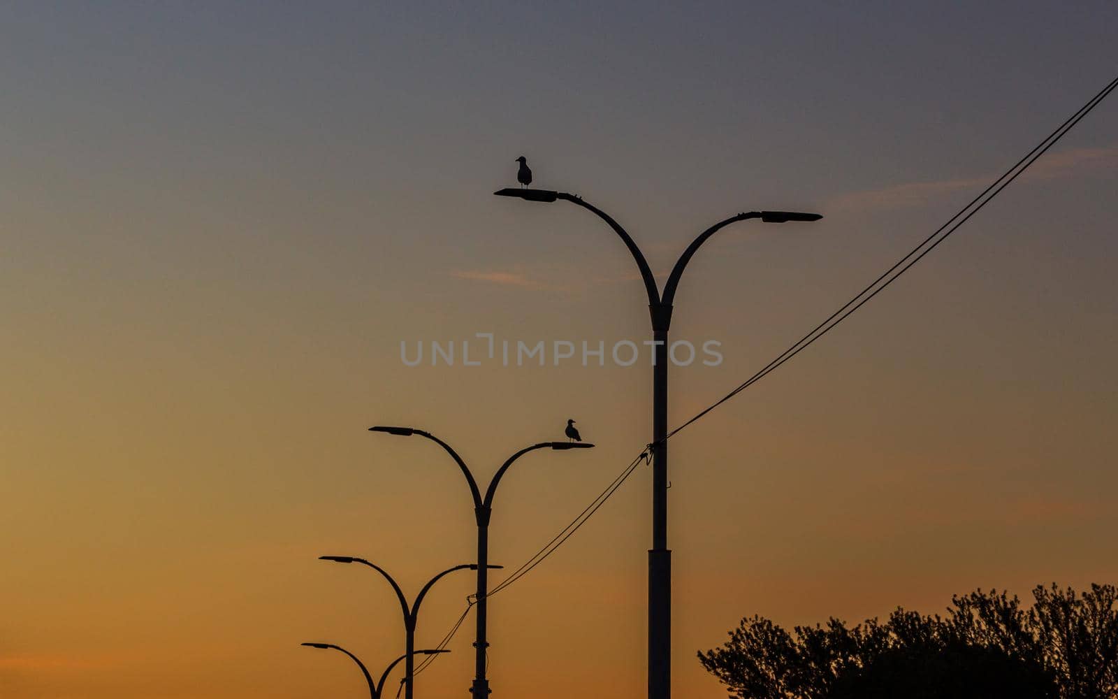 Orange sky at sunrise time, electricity line, birds sitting on lantern lights