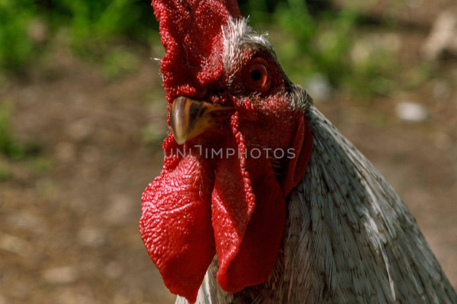 Rooster farm bird head portrait by scudrinja