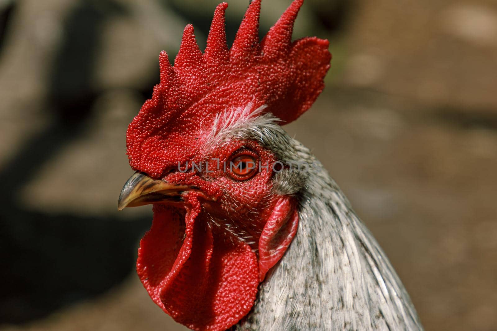 Farm living bird rooster looking around, head portrait, beak and crest