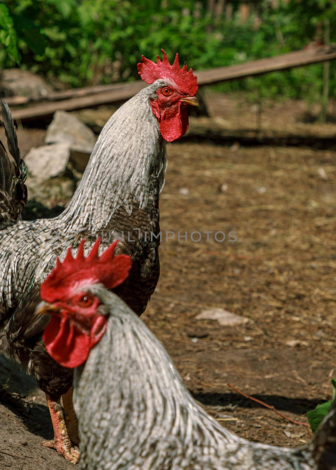 Two Farm living bird rooster looking around, head portrait, beak and crest