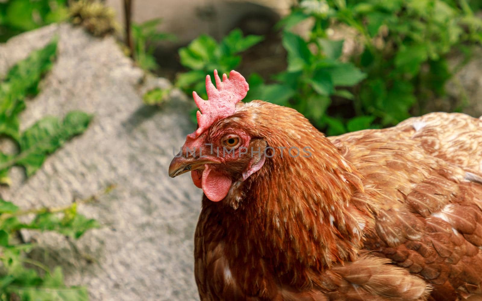 Farm living bird brown chicken fall to sleep, head portrait, beak and crest