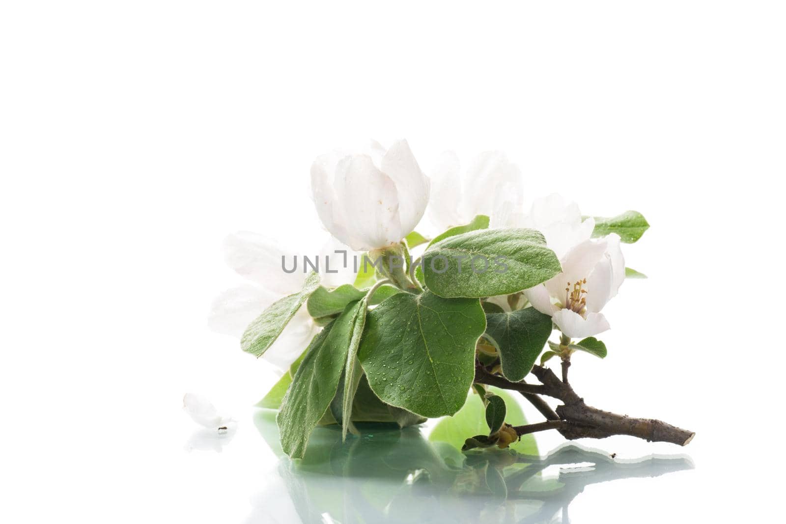Branch with flowering quince and leaves isolated on white background
