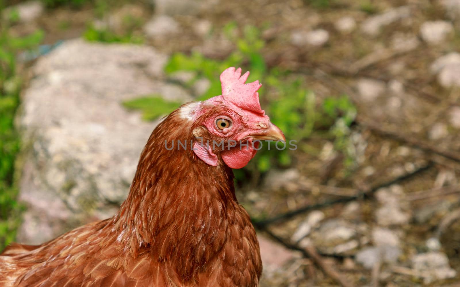 Farm living bird brown chicken looking around, head portrait, beak and crest