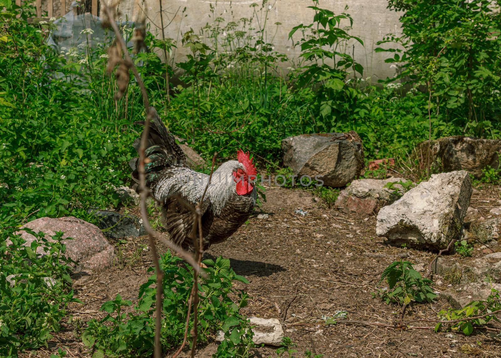 Farm rooster bird walking around by scudrinja