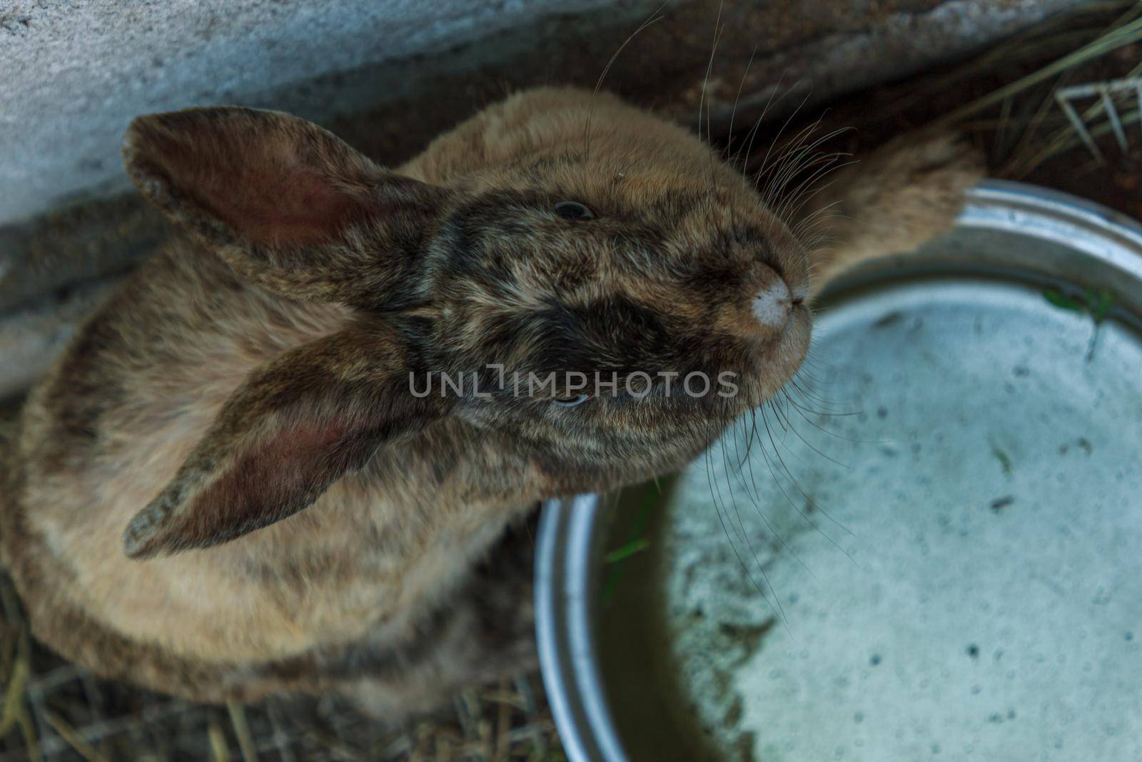 Fluffy brown rabbit farm animal with blue eyes, large ears looking for water to dring