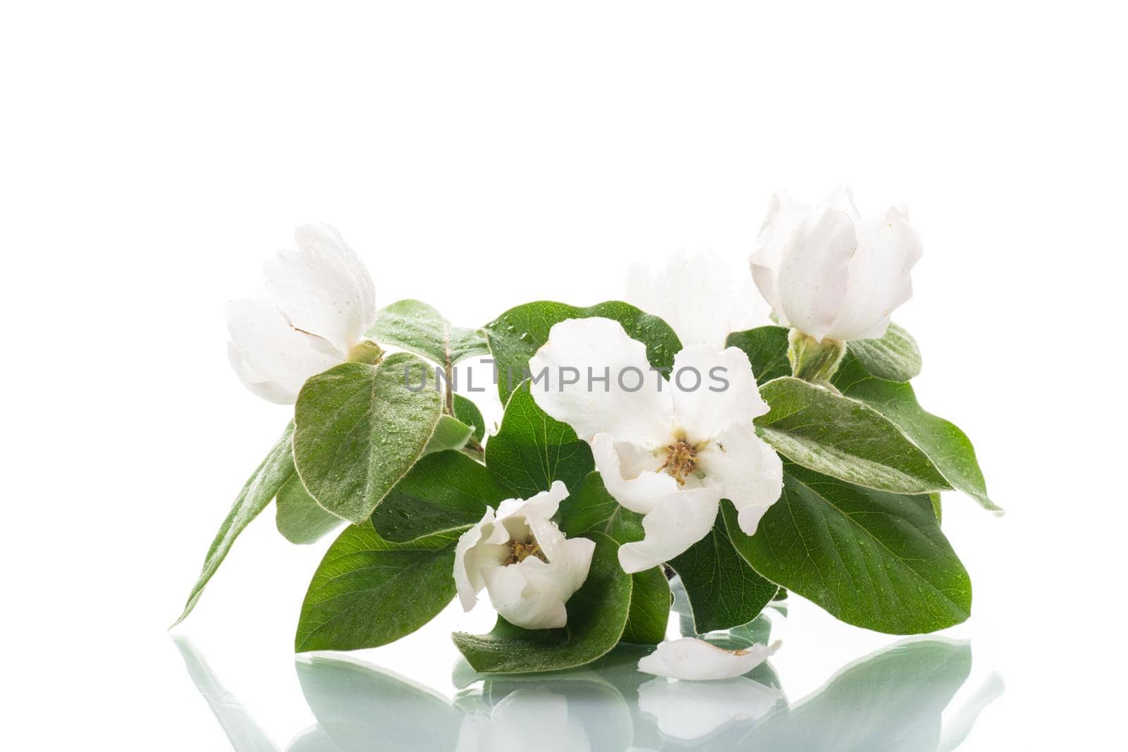 Branch with flowering quince and leaves isolated on white background