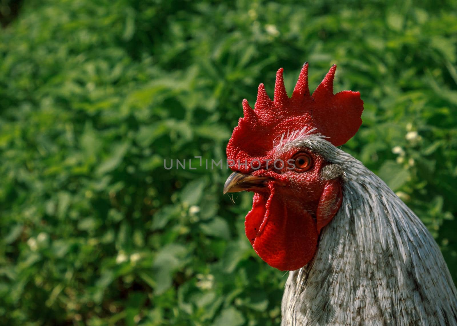 Rooster farm bird head portrait by scudrinja