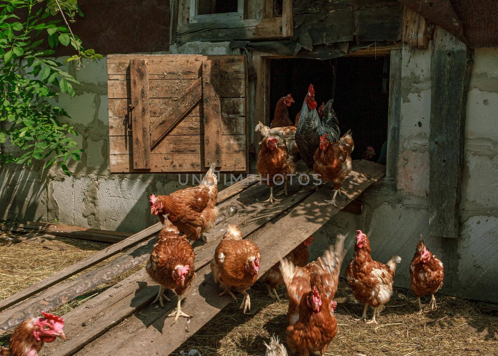 Bunch farm brown  chickens come out of cote by scudrinja