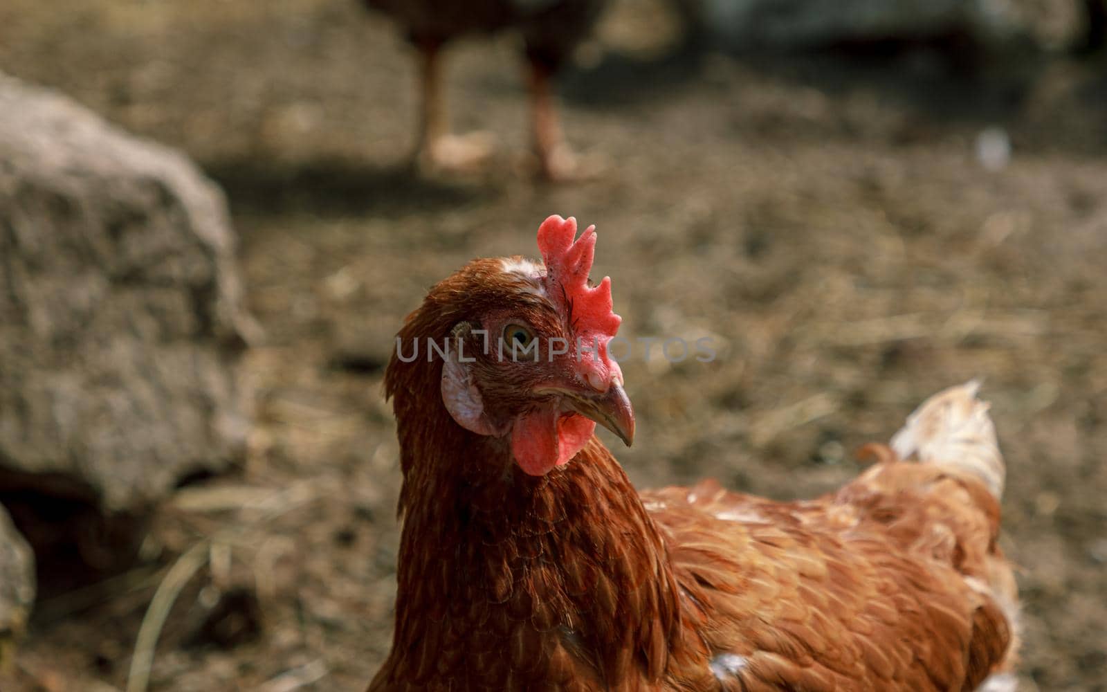 Farm living bird brown chicken looking around, head portrait, beak and crest